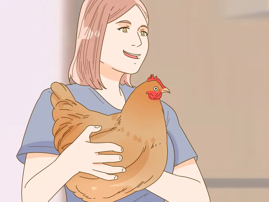Как приручить курицу: 10 шагов (с иллюстрациями)