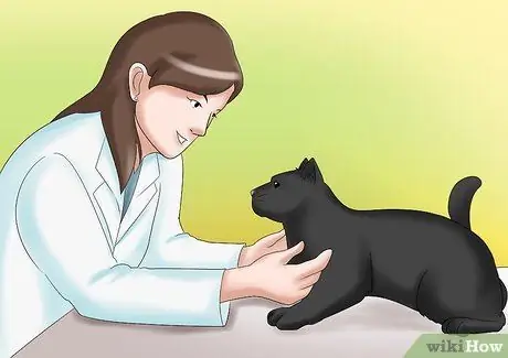 Уход за кошкой с почечной недостаточностью Шаг 1