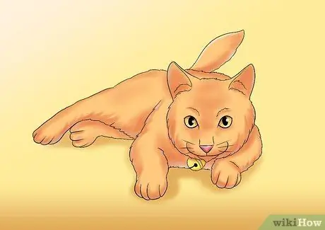 Уход за кошкой с почечной недостаточностью Шаг 10