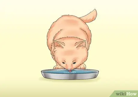 Уход за кошкой с почечной недостаточностью Шаг 5