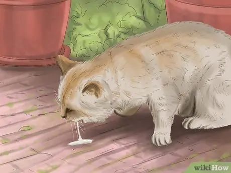 Deworm Cats Step 8 Deworm Cats Step 8
