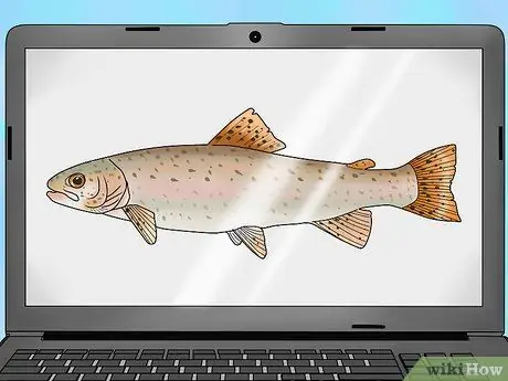 Рыба для Steelhead Шаг 1