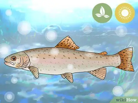 Рыба для Steelhead Шаг 2