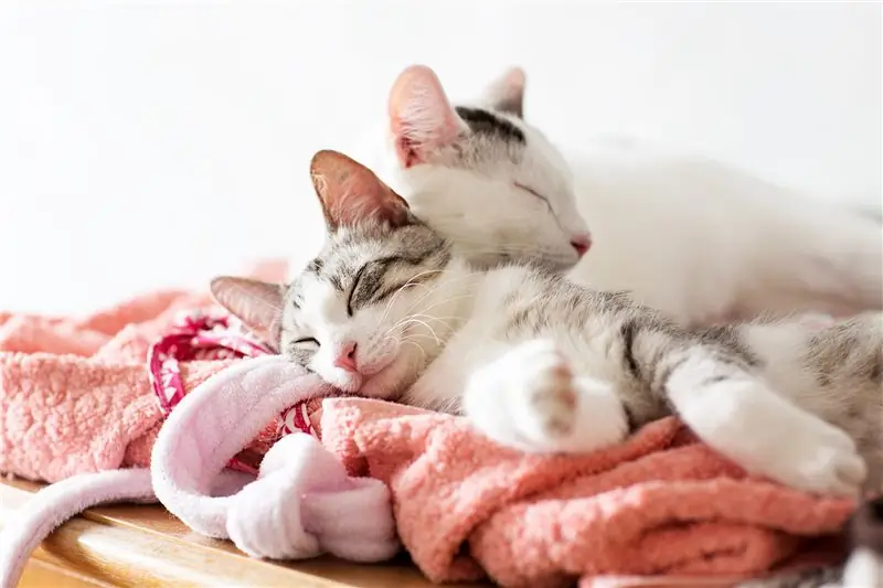 кошки спят на белье кошки спят на белье
