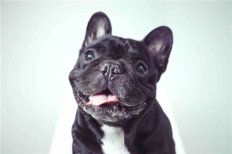 dog_cute_bull_0718