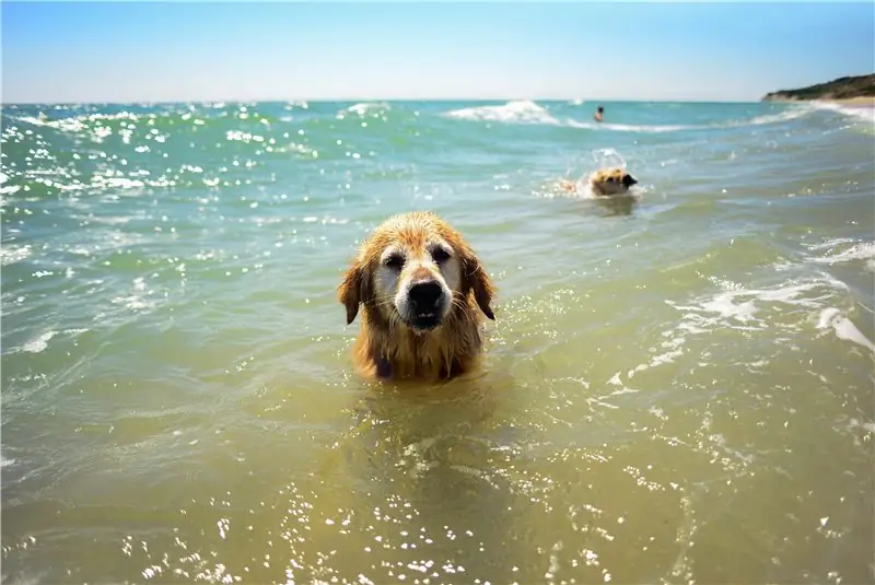 Swim Safe: летние советы по водной безопасности для собак