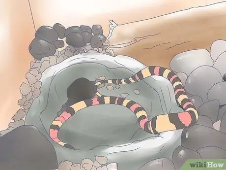 Уход за молочной змеей Шаг 4