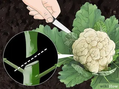 Сбор цветной капусты Шаг 4