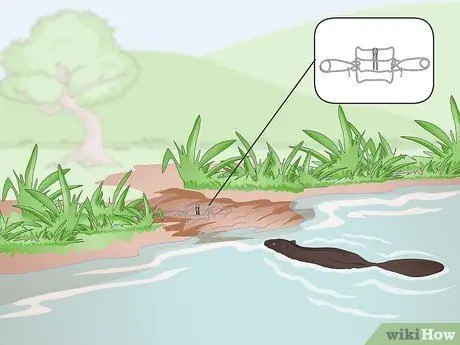 Установка ловушки Conibear Шаг 3 Установка ловушки Conibear Шаг 3