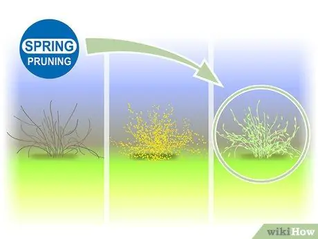 Чернослив Forsythia Step 01 Чернослив Forsythia Step 01