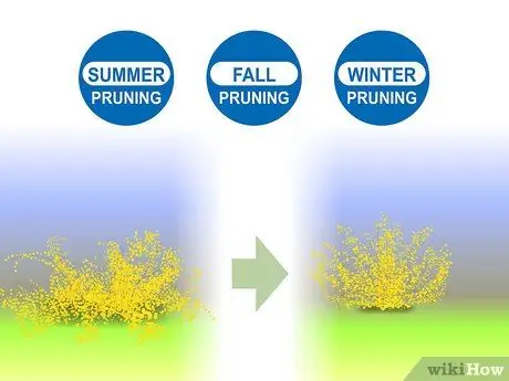 Чернослив Forsythia Step 02 Чернослив Forsythia Step 02