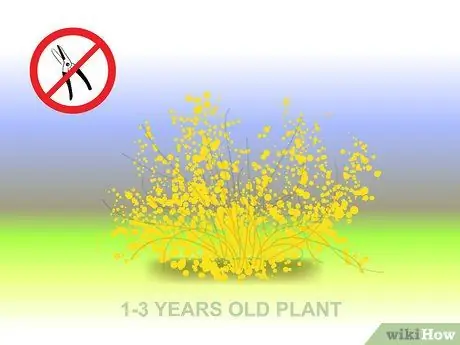 Чернослив Forsythia Step 03 Чернослив Forsythia Step 03