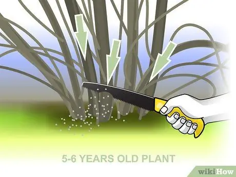 Чернослив Forsythia Step 04 Чернослив Forsythia Step 04