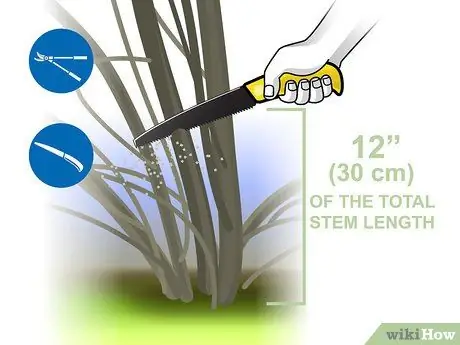 Чернослив Forsythia Step 05 Чернослив Forsythia Step 05