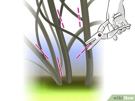Чернослив Forsythia Step 06 Чернослив Forsythia Step 06