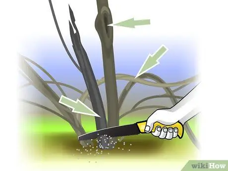 Чернослив Forsythia Step 07 Чернослив Forsythia Step 07