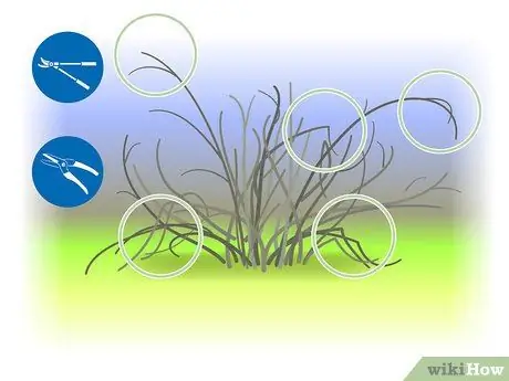 Чернослив Forsythia Step 08 Чернослив Forsythia Step 08