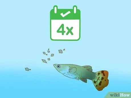 Уход за гуппи Шаг 8 Уход за гуппи Шаг 8