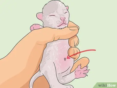 Расскажите, сколько лет котенку. Шаг 1 Расскажите, сколько лет котенку. Шаг 1