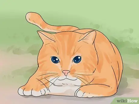 Расскажите, сколько лет котенку Шаг 13 Расскажите, сколько лет котенку Шаг 13
