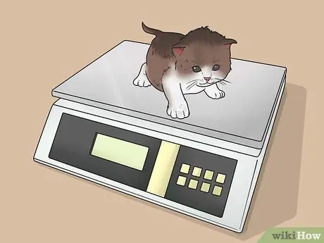 Расскажите, сколько лет котенку Шаг 6 Расскажите, сколько лет котенку Шаг 6