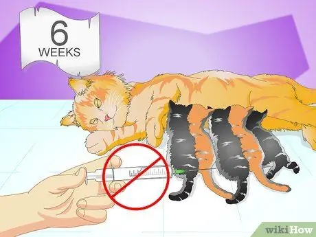 Вакцинируйте котенка Шаг 1 Вакцинируйте котенка Шаг 1