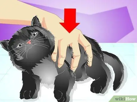 Вакцинируйте котенка Шаг 11 Вакцинируйте котенка Шаг 11