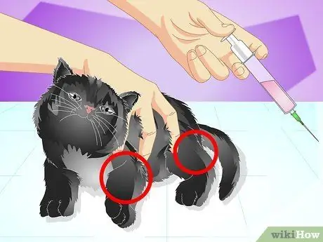 Вакцинируйте котенка Шаг 12 Вакцинируйте котенка Шаг 12