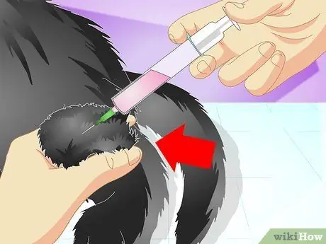 Вакцинируйте котенка Шаг 13 Вакцинируйте котенка Шаг 13