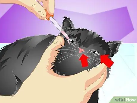 Вакцинация котенка Шаг 14 Вакцинация котенка Шаг 14