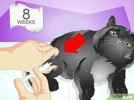 Вакцинируйте котенка, шаг 2 Вакцинируйте котенка, шаг 2