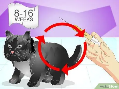Вакцинируйте котенка Шаг 3 Вакцинируйте котенка Шаг 3