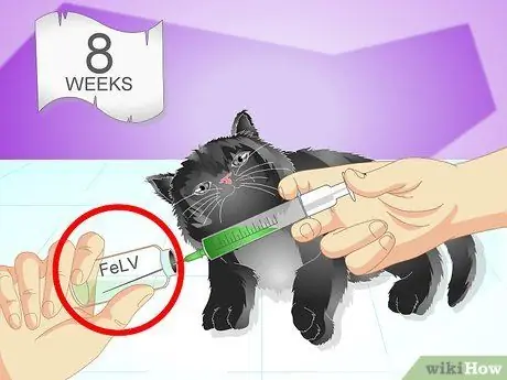 Вакцинируйте котенка Шаг 4 Вакцинируйте котенка Шаг 4