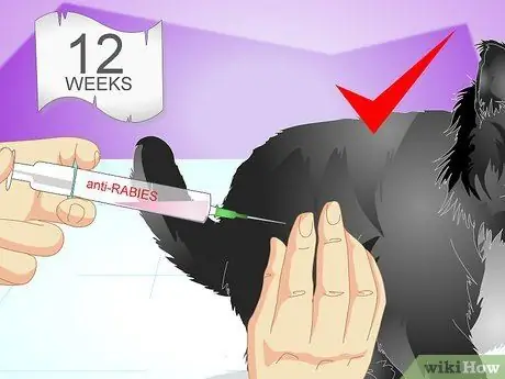Вакцинируйте котенка Шаг 5 Вакцинируйте котенка Шаг 5
