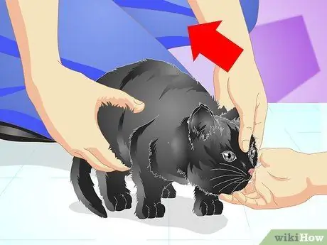 Вакцинация котенка Шаг 7 Вакцинация котенка Шаг 7