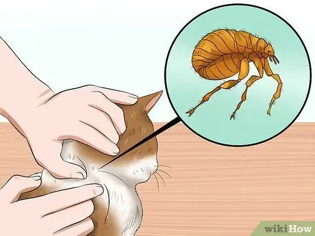 Уход за брошенным котенком Шаг 15