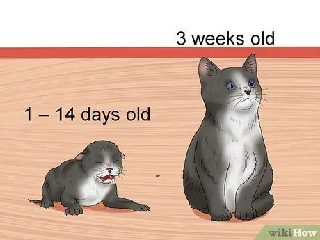 Уход за брошенным котенком Шаг 2