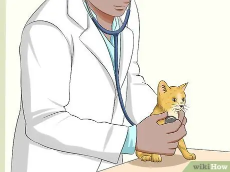 Уход за брошенным котенком Шаг 3