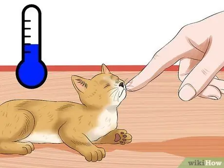 Уход за брошенным котенком Шаг 5