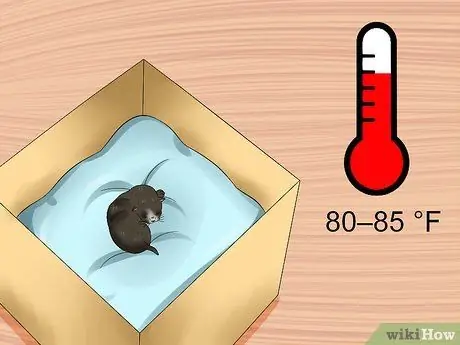 Уход за брошенным котенком Шаг 7