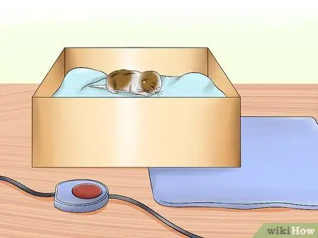Уход за брошенным котенком Шаг 8