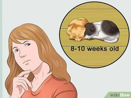 Отъем котят Шаг 1 Отъем котят Шаг 1