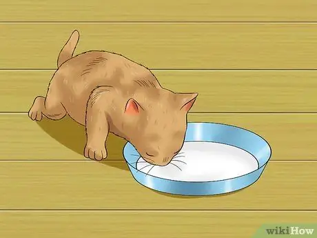 Отъем котят Шаг 6 Отъем котят Шаг 6