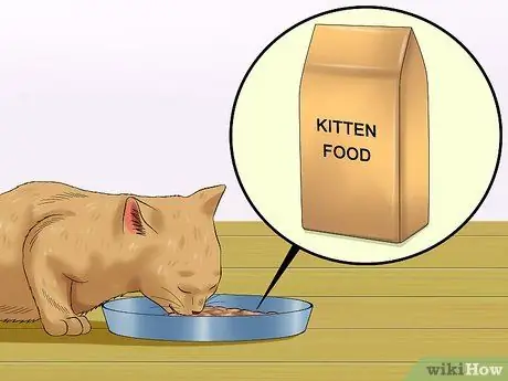 Отъем котят Шаг 7 Отъем котят Шаг 7