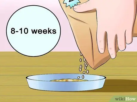 Отъем котят Шаг 8 Отъем котят Шаг 8