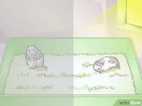 Усыпить хомяка Шаг 1 Усыпить хомяка Шаг 1