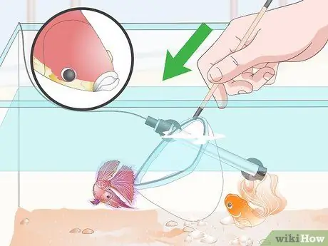 Профилактика и лечение папайи в Betta Fish Шаг 10 Профилактика и лечение папайи в Betta Fish Шаг 10