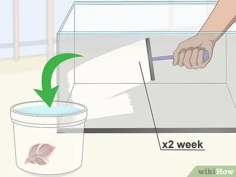 Профилактика и лечение папайи в Betta Fish Шаг 2 Профилактика и лечение папайи в Betta Fish Шаг 2