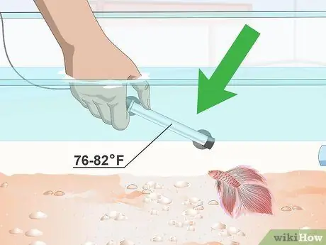 Профилактика и лечение папайи в Betta Fish Шаг 3 Профилактика и лечение папайи в Betta Fish Шаг 3