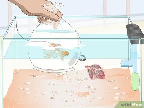 Профилактика и лечение папайи в Betta Fish Шаг 6 Профилактика и лечение папайи в Betta Fish Шаг 6